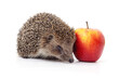 One hedgehog with an apple.