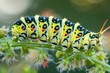 Close-up from two Mullein moth caterpillar - Cucullia verbasci picture taken in Netherlands June 2020 . Beautiful simple AI generated image in 4K, unique.