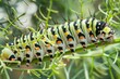 Close-up from two Mullein moth caterpillar - Cucullia verbasci picture taken in Netherlands June 2020 . Beautiful simple AI generated image in 4K, unique.