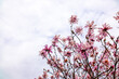 Blooming magnolia in spring against a background of blue sky with clouds. Beautiful buds of pink flowers close-up and flying clouds.