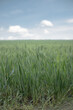 Gospodarstwo rolne, rosnąca pszenica na polu.