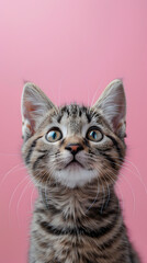 Wall Mural - Domestic shorthaired cat gazing at the camera on a pink background