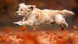   A dog leaps in mid-air, attempting to snatch a frisbee in a sprawling field strewn with leaves Background softly blurred