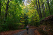 Autumn forest with hiker walking