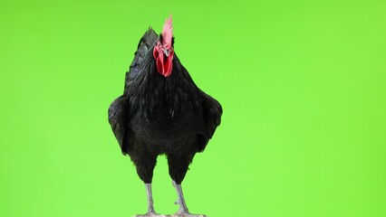 Wall Mural - black rooster in green screen