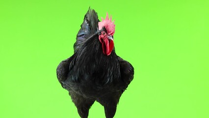 Wall Mural - black rooster in green screen