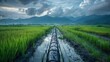 A landscape shot showing a prominent water pipe crossing a vast, watery rice paddy, ensuring even water distribution for consistent crop growth
