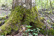 In a mixed forest, the base of a birch tree is covered with thick moss.