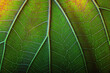 texture fresh leaf closeup, macro shot of eco greenery