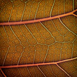 autumn background, macro photo of a yellowed leaf with vein texture