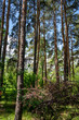 Spring in pine forest, beautiful nature forest background
