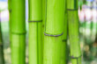 Closeup view of bamboo tree. Bright green tree trunk