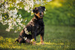 beautiful jagdterrier dog sitting by a blooming cherry tree in spring