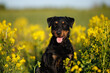 jagdterrier dog portrait on a field of barbarea