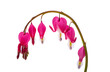 dicentra flowers isolated