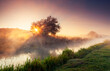 Tranquil morning scene in summer on a river with fog.