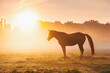 A scenic scene with an Arabian horse grazing on a pasture at sunset in the orange rays of the sun.