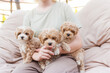 Cute puppies of the Maltipoo breed are resting in the arms of girl.