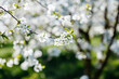 A blooming branch of a cherry tree with white flowers on a background on a sunny day.