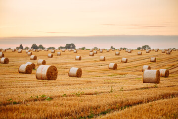 Poster - Great view of a field with round hay bales.