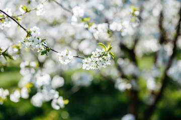 Sticker - A blooming branch of a cherry tree with white flowers on a background on a sunny day.