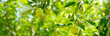 Panorama abundant of apple fruits bending on small branch of dwarf fruit trees at front yard orchard urban homestead farming, Dallas, Texas, seasonal background, backyard orchard self-sufficient