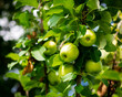 Lookup view cluster of green apples on tree branch at front yard orchard urban homestead farming in Dallas, Texas, dwarf fruit tree in Spring seasonal background, backyard orchard self-sufficient