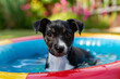 Cute young dog in blue paddling pool with water in summer