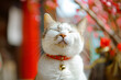 Funny realistic Japanese lucky winking cat. White cat with closed eyes and red collar with golden bell