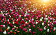 Tulips flowers blooming in the spring garden