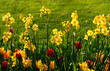 Yellow nacrissus and  tulips  flowers on the green grass