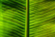 Сlose up green leaf texture