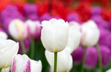 Fototapeta  - Close-up of tulip flower the colorful background.