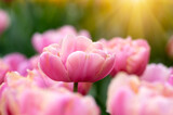 Fototapeta  -  Colorful tulips in the garden
