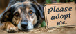© thodonal - Hopeful dog with 'please adopt me' sign, seeking home