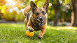 A devoted dog eagerly fetching a ball in a park, with ears perked up and tail wagging in excitement, exemplifying loyalty and companionship in pets