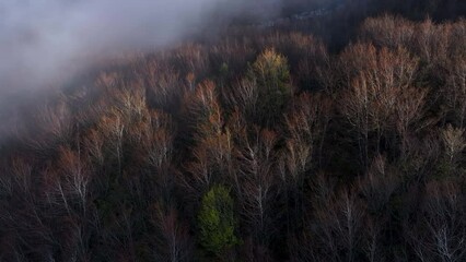 Wall Mural - Beech forest among the fog at sunset. Aerial view from a drone. Portillo de la Sía near the town of La Gándara in the Soba Valley. Pasiegos Valleys. Cantabria. Spain. Europe