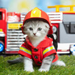 The brave appearance of a kitten dressed as a firefighter