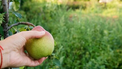 Wall Mural - harvest of pears on a tree in the garden. Selective focus.