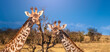 Two giraffes. Animals of African savanna. Giraffe heads under blue sky. Animal is looking at camera. Giraffes of different heights. Safari across African continent. Giraffes near arid nature