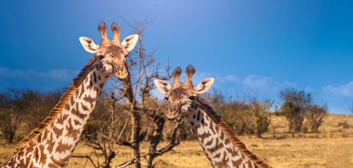 Wall Mural - Two giraffes. Animals of African savanna. Giraffe heads under blue sky. Animal is looking at camera. Giraffes of different heights. Safari across African continent. Giraffes near arid nature