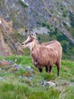 Beautiful portrait of a chamois or Rupicapra rupicapra, a majestic species of wild goat, in its natural alpine habitat. Hairy horned Carpathian Chamois standing on top of the mountain.