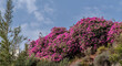 Rich and beautiful Flora, as strelitzia, bougainvillea, fog tree, and other plants, as aseenin Hylatio Tourist Village, Pissouri Village, Limassol, Cyprus