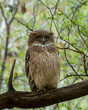 Brown fish owl or Ketupa zeylonensis or Bubo zeylonensis bird closeup perched on tree in natural scenic green background safari at ranthambore national park forest tiger reserve rajasthan india asia