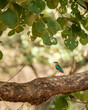 Indian pitta or Pitta brachyura beautiful colorful nine colors bird perched on branch of tree summer season visitor in natural green background at ranthambore national park forest tiger reserve india