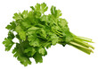 © Rawpixel.com - PNG  Cilantro cilantro parsley plant
