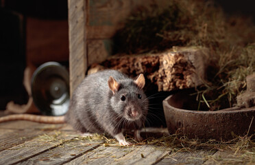 Rat in an old wooden barn.