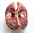 Human lungs with circulatory system on white background. 3d illustration