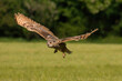 Eurasian eagle owl (Bubo Bubo Sibiricus) with beautiful pale brown feathers and vivid orange colored eyes flying over meadow with wide spread wings