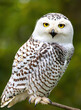 Snowy owl sitting on a branch. Snowy owl, Bubo scandiacus is a monotypic species of owl from the Strigidae family, in the natural environment.